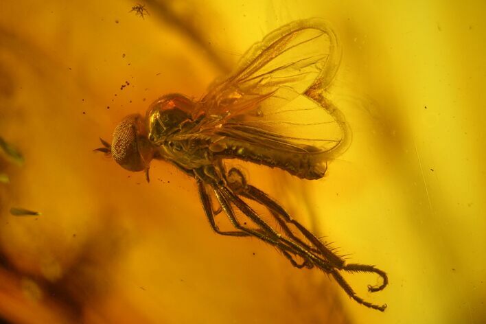 Detailed Fossil Dance Fly (Empididae) In Baltic Amber #170067